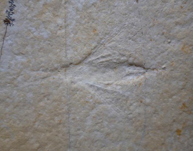 Myrmicium schroeteri GERMAR 1839 - Bild &copy; FossNet FossilienStore